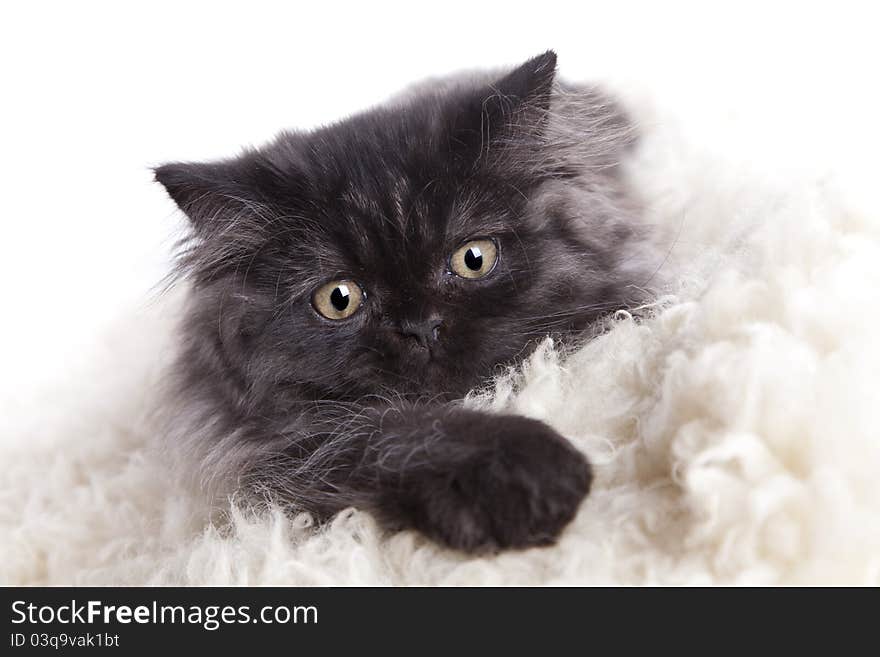 Young, longhair british grey cat isolated on white. Studio shots. Young, longhair british grey cat isolated on white. Studio shots