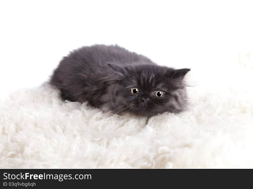 Young, longhair british grey cat isolated on white. Studio shots. Young, longhair british grey cat isolated on white. Studio shots