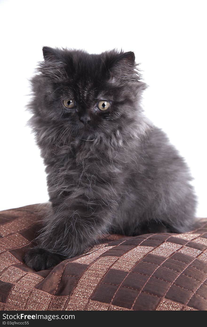 Young, longhair british grey cat isolated on white. Studio shots. Young, longhair british grey cat isolated on white. Studio shots