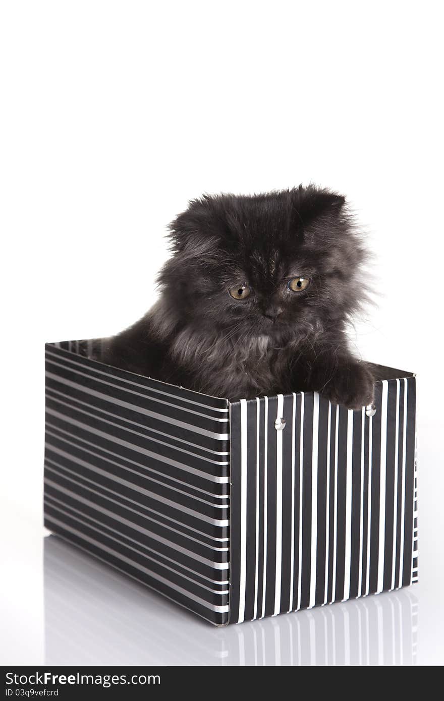 Young Cat in box isolated on white