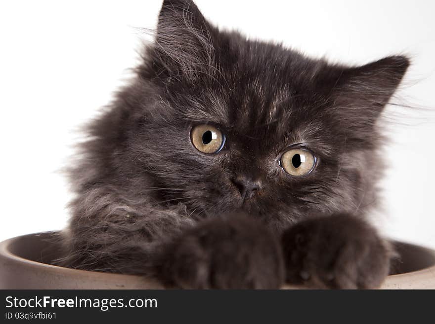 Young, longhair british grey cat isolated on white. Studio shots. Young, longhair british grey cat isolated on white. Studio shots