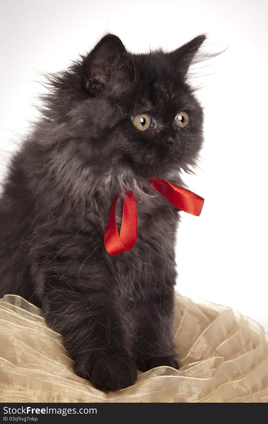 Young, longhair british grey cat isolated on white. Studio shots. Young, longhair british grey cat isolated on white. Studio shots