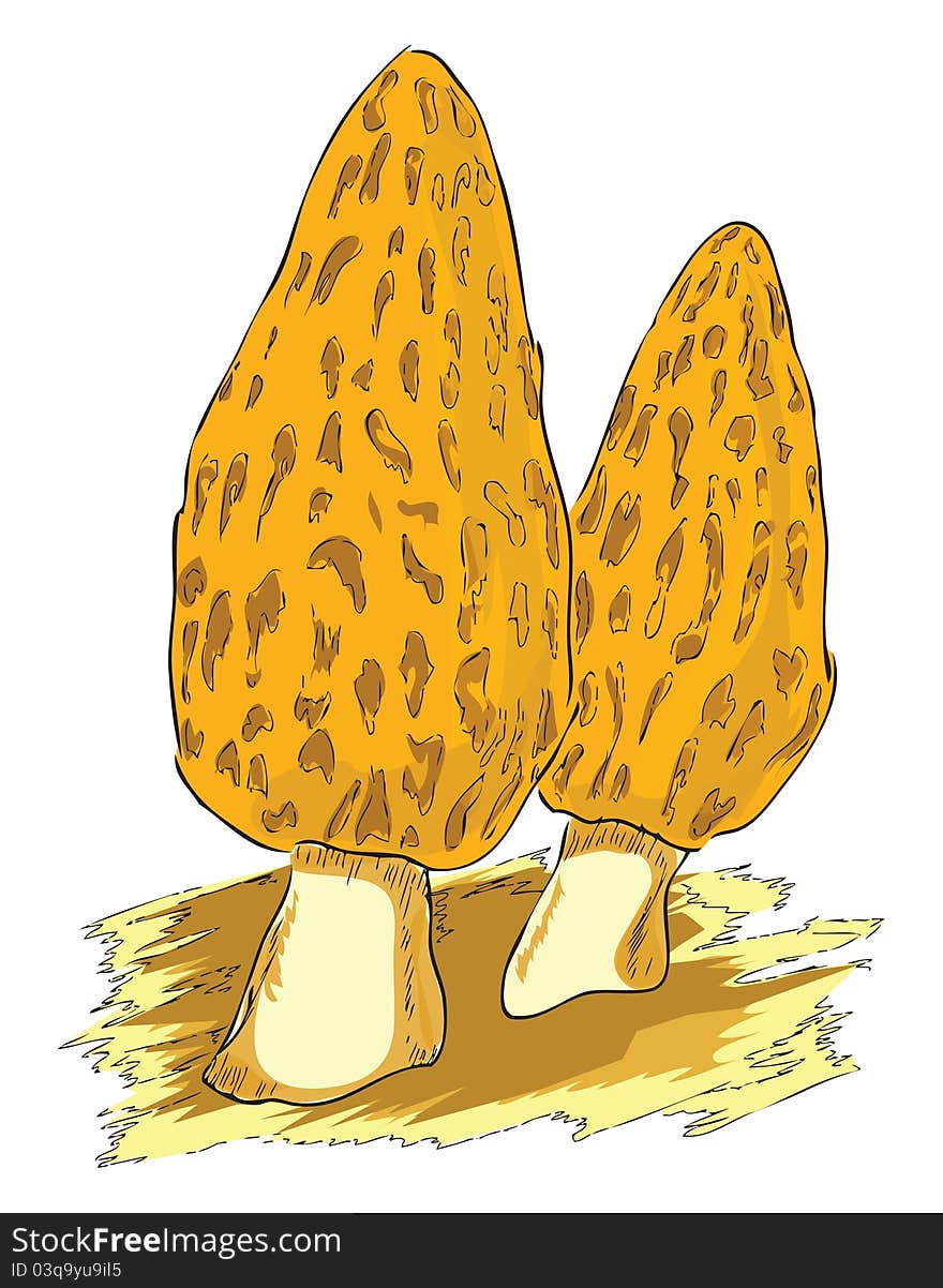 Morel - a poisonous mushroom