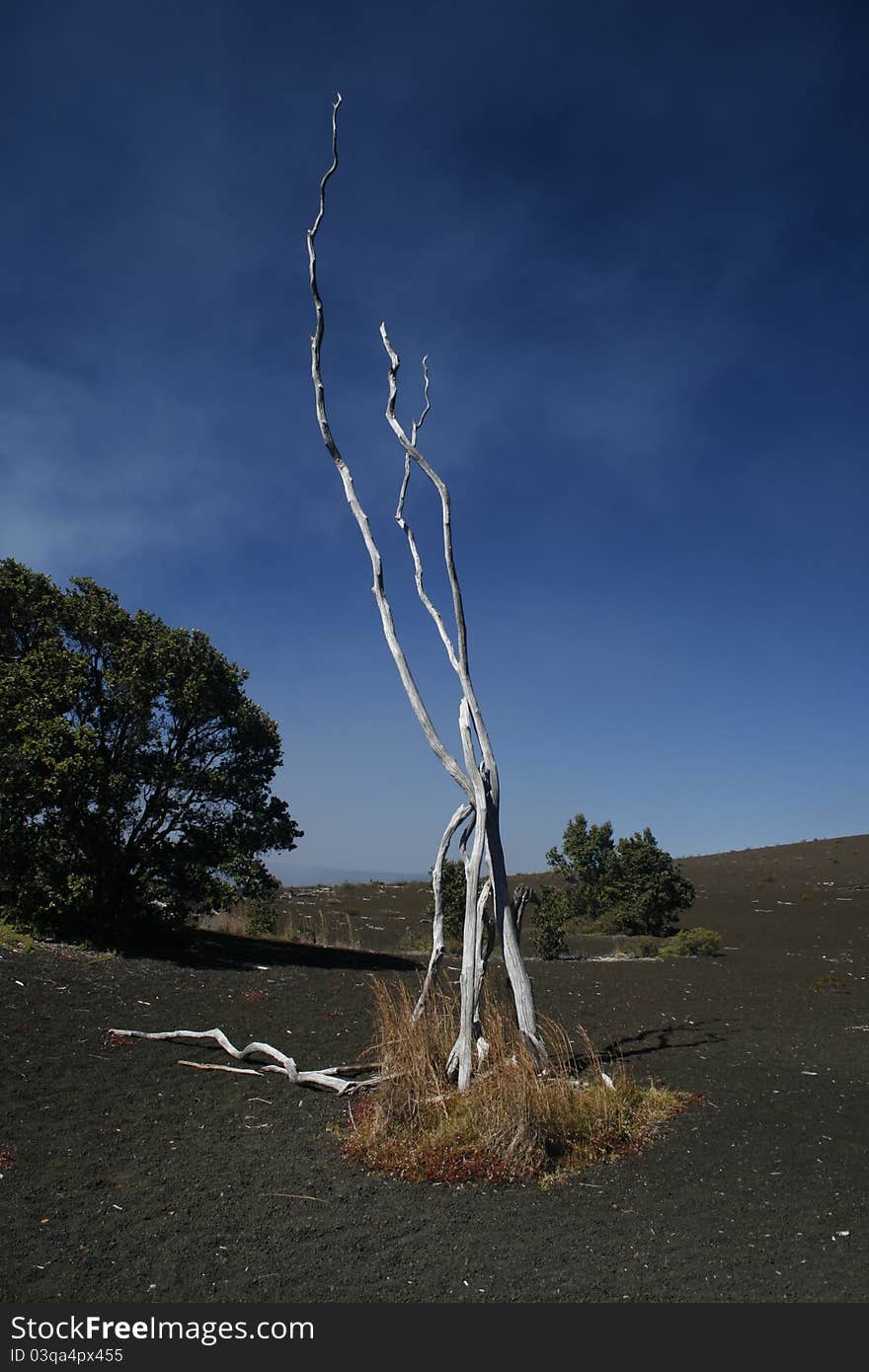 Burnt tree remains