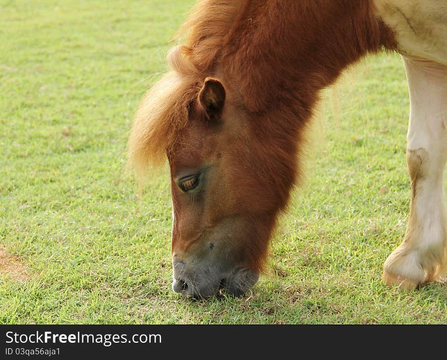 The horse are eating grass