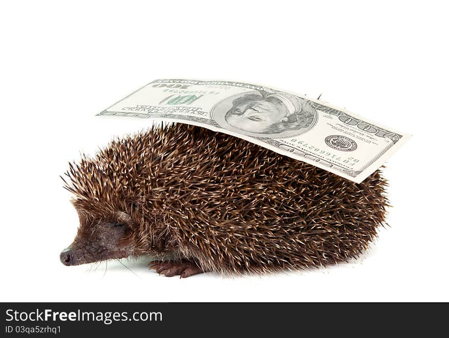 Hedgehog of dollars