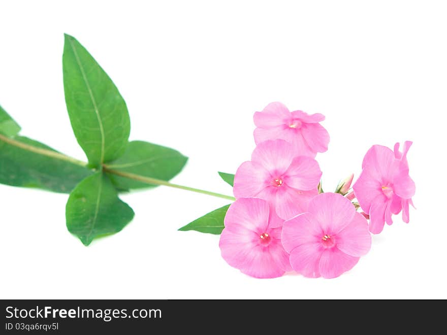 Phlox flowers on a white background