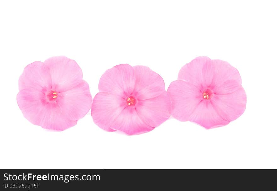 Phlox flowers on a white background