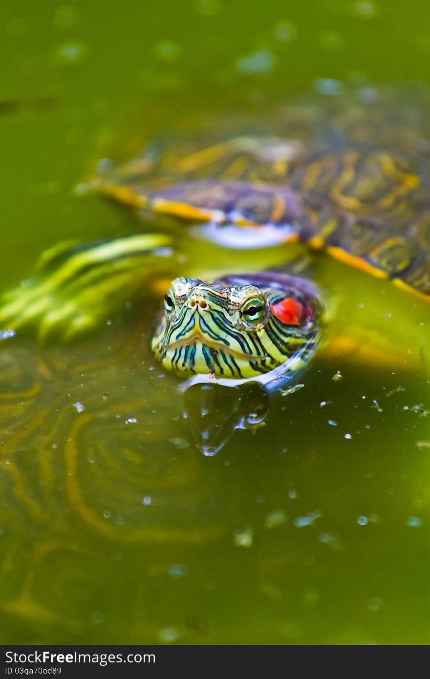 A very colourful Mexican red eared turtle warms up at the surface of a shallow pond in Mexico. A very colourful Mexican red eared turtle warms up at the surface of a shallow pond in Mexico.