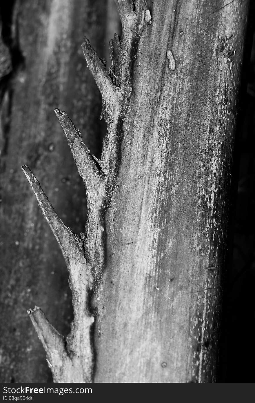 Spikey Palm Frond in Black and White. Spikey Palm Frond in Black and White