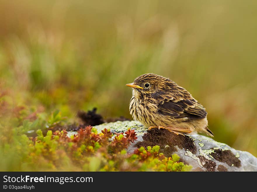 Meadow Pipit