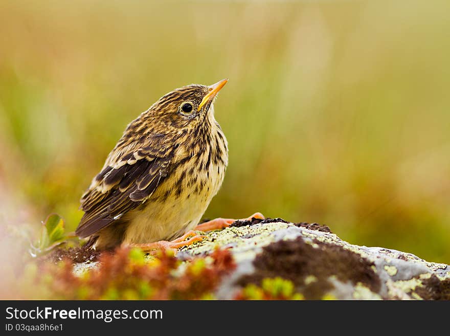 Meadow Pipit