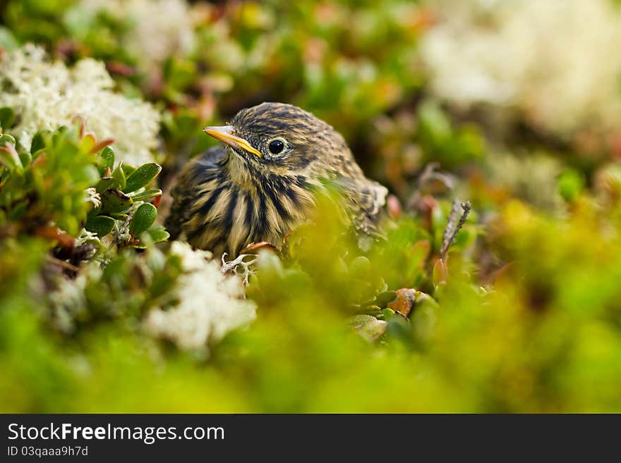 Meadow Pipit