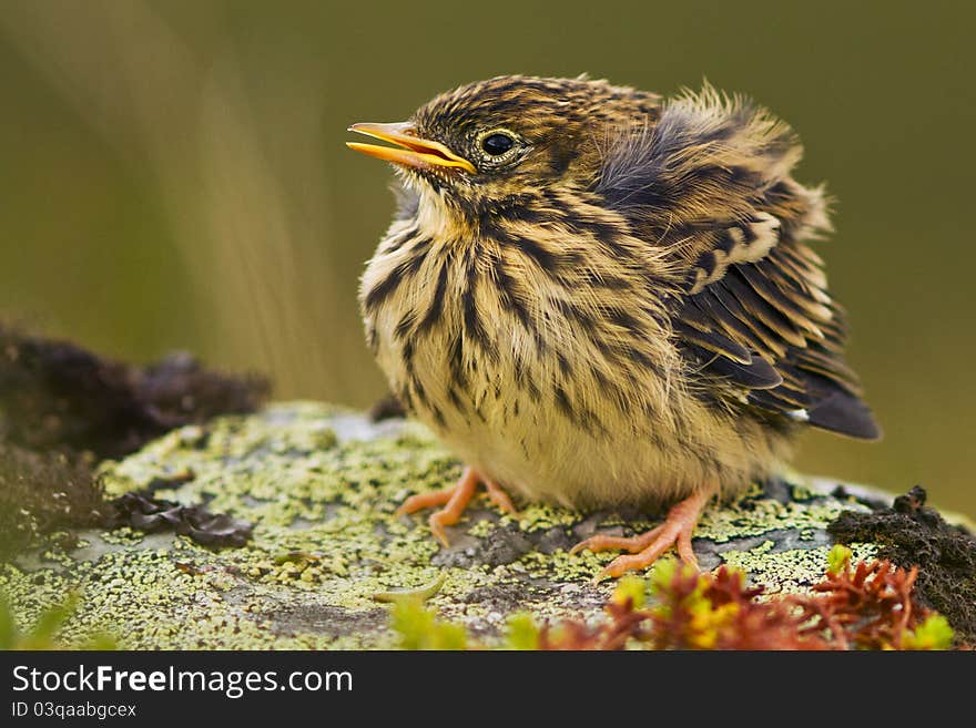 Meadow Pipit