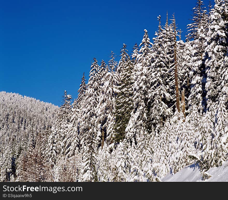 Mountain Forest With Snow