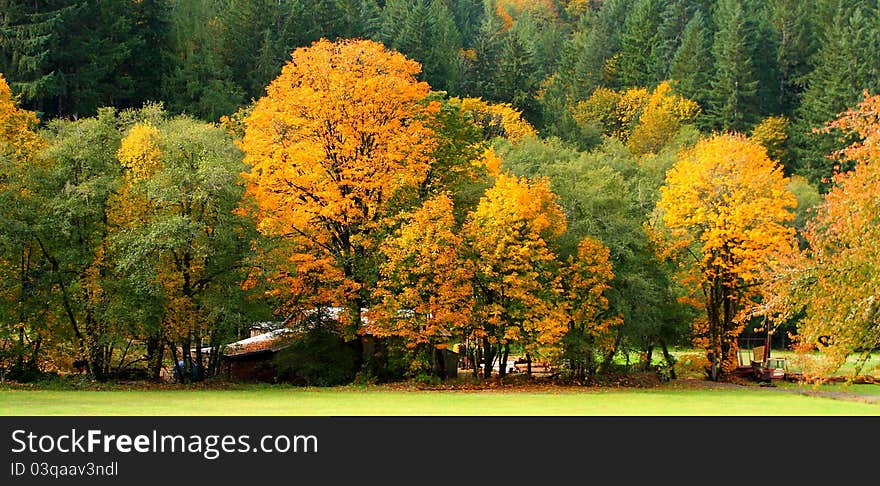 The tree leap into a colorful display of yellow and orange foliage. The colors are amazing. The tree leap into a colorful display of yellow and orange foliage. The colors are amazing.