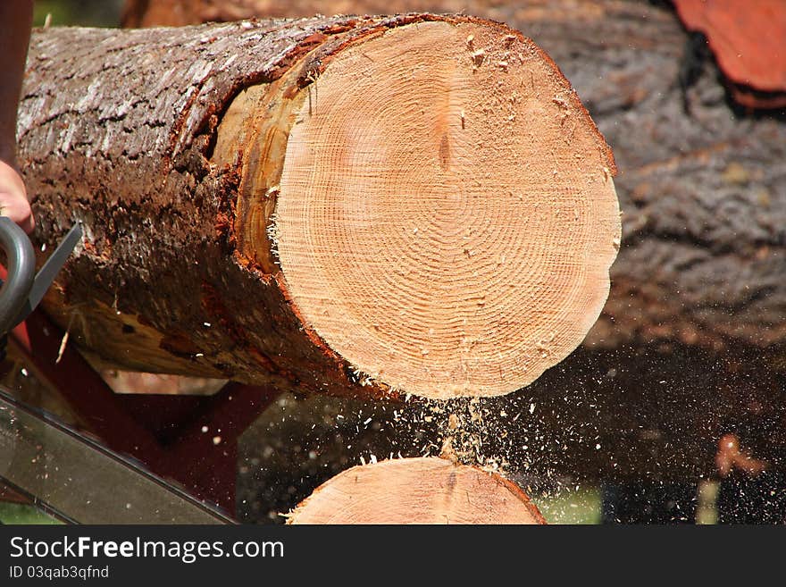 A chain saw slices through the last layer of wood revealing circles in the log. The tree gets a new circle or ring each year. A chain saw slices through the last layer of wood revealing circles in the log. The tree gets a new circle or ring each year.