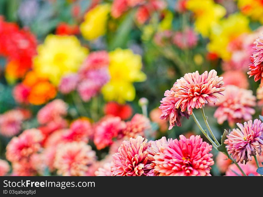 Beautiful autumn background: flowers in the garden