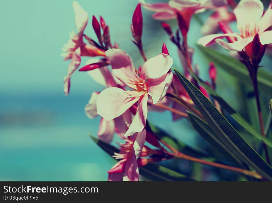 Floral background of flowers close up. Floral background of flowers close up