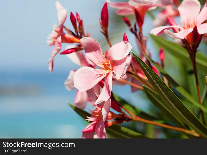 Abstract Summer Flower Background