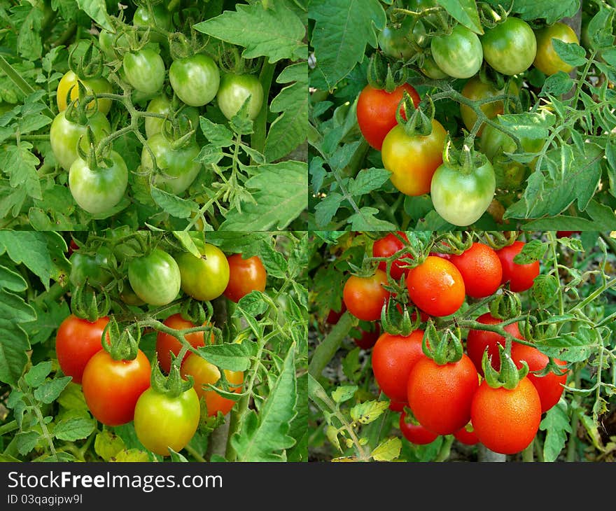 Four stages of tomatoes ripening