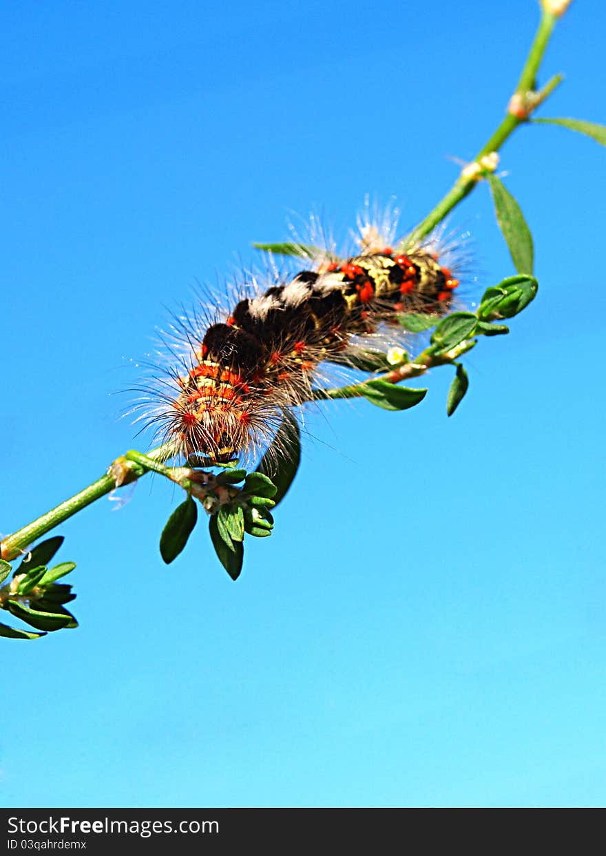 Multi-colored fluffy caterpillar on a blade.