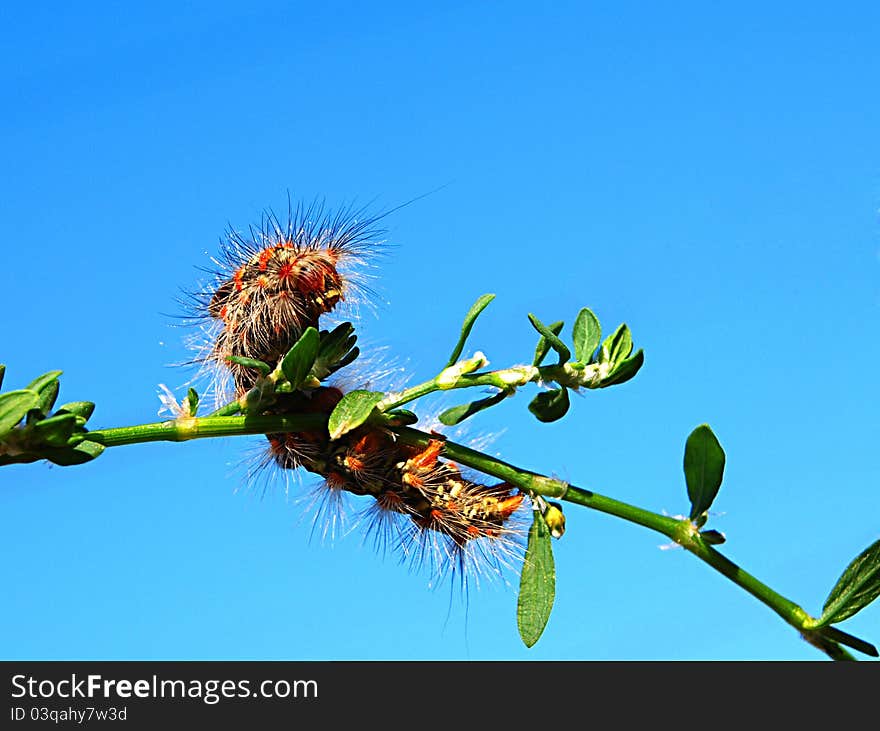 Multi-colored fluffy caterpillar on a blade.