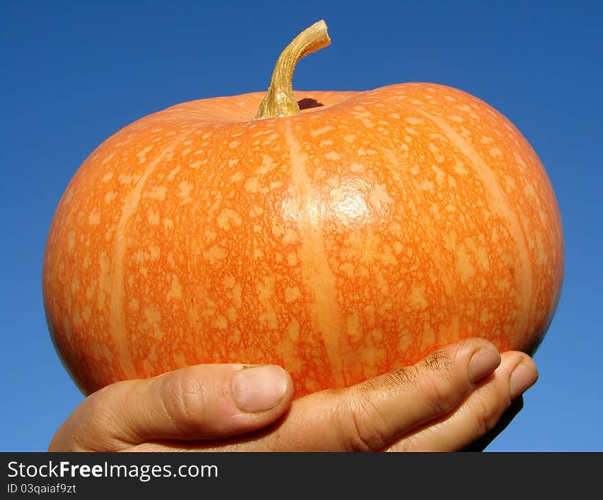 Small orange pumpkin on the palm. Small orange pumpkin on the palm