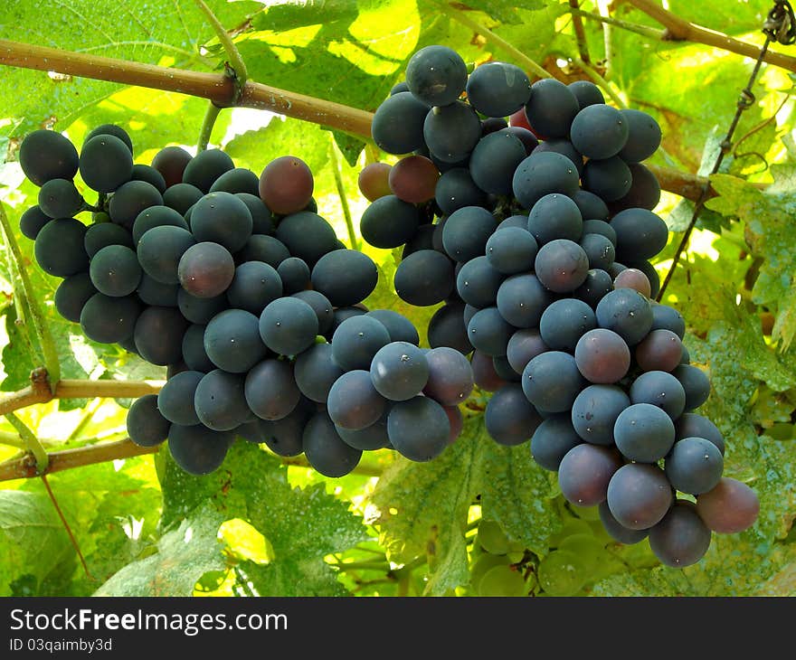 Two ripening grape clusters on the vine. Two ripening grape clusters on the vine