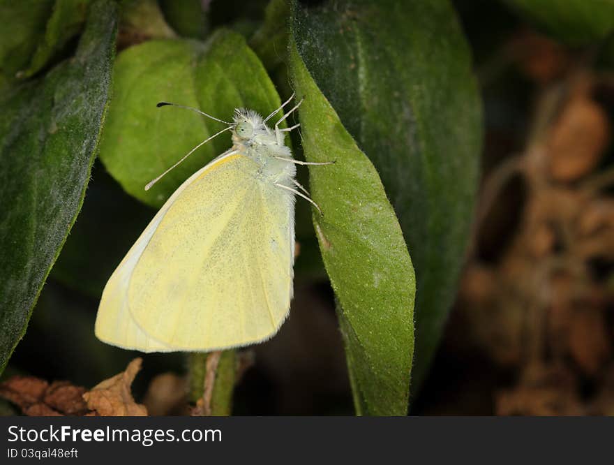 A whitish yellow furry Pieris Brassicae butterfly resting on a green leaf with it's scaly wings closed. Shallow depth of field with background blur. A whitish yellow furry Pieris Brassicae butterfly resting on a green leaf with it's scaly wings closed. Shallow depth of field with background blur.