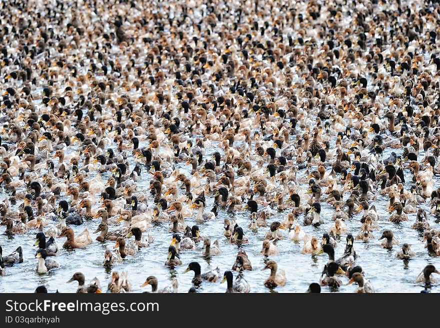 Flock of wild ducks floating on the water