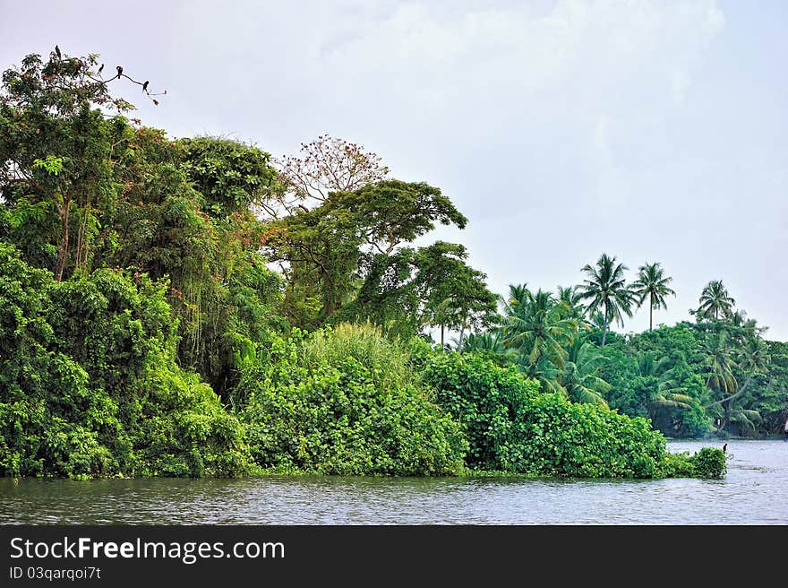 Thickets of tropical trees on the shore of an lagoon. Thickets of tropical trees on the shore of an lagoon