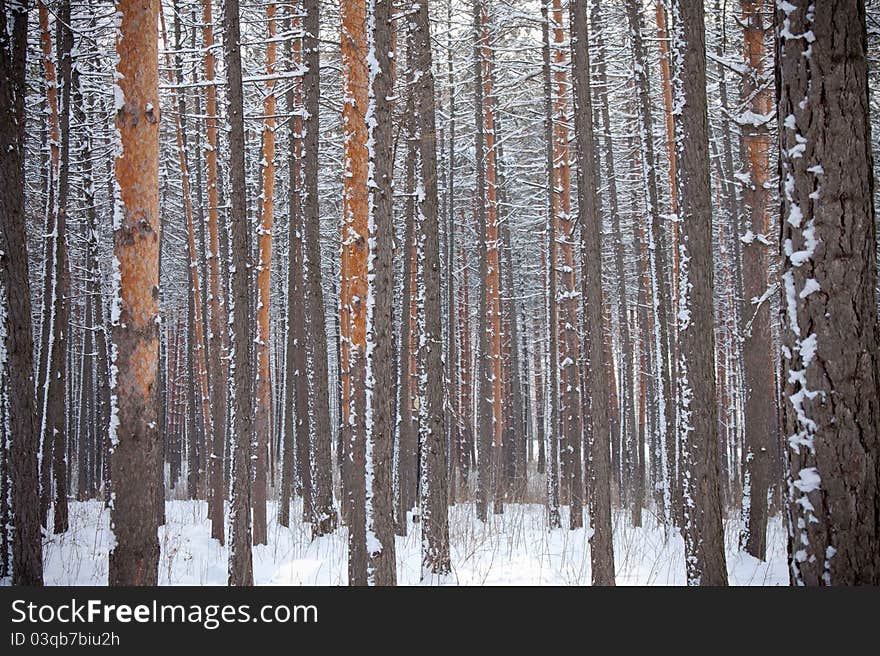 Winter forest