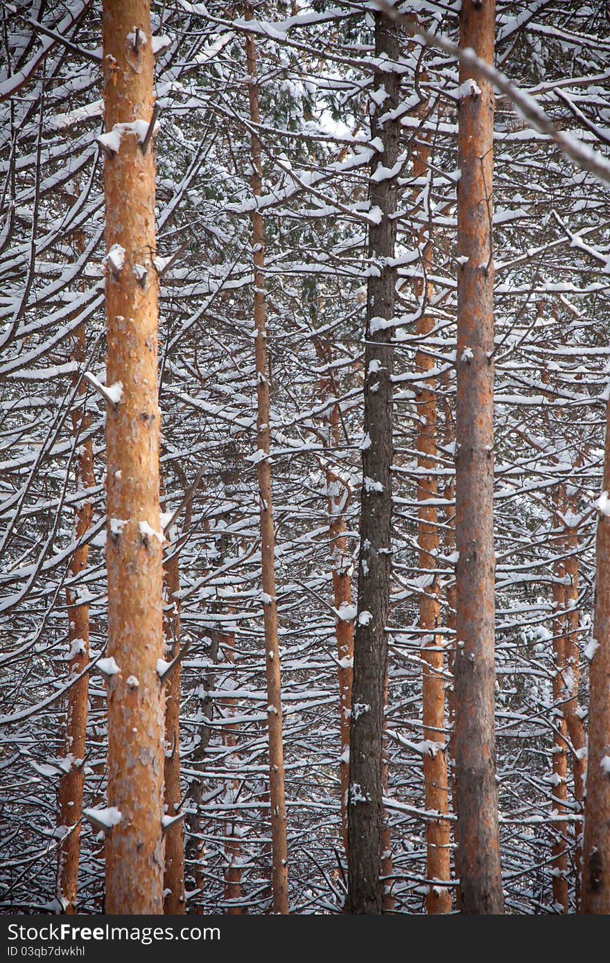 Winter forest