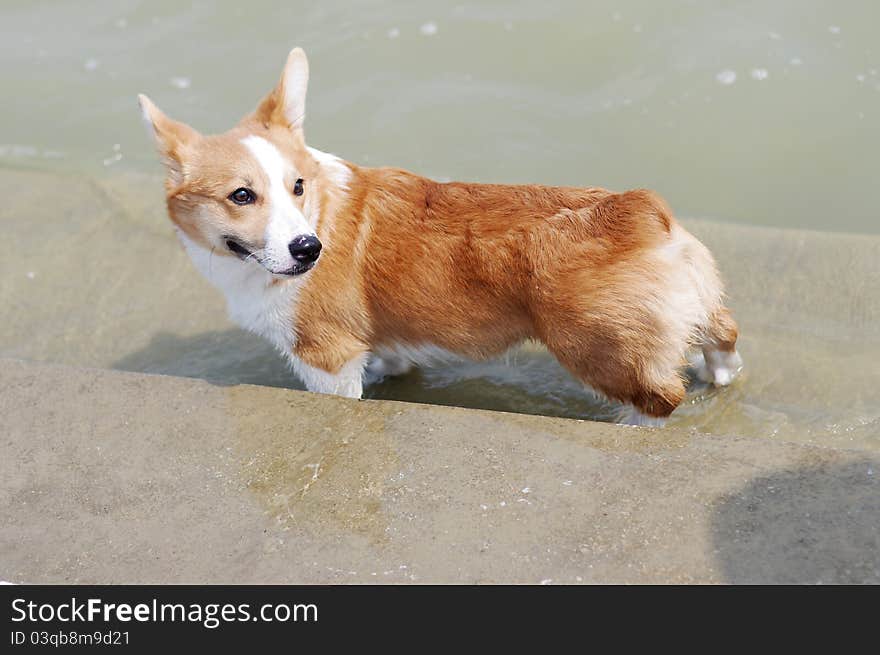 Welsh corgi in the park. Welsh corgi in the park