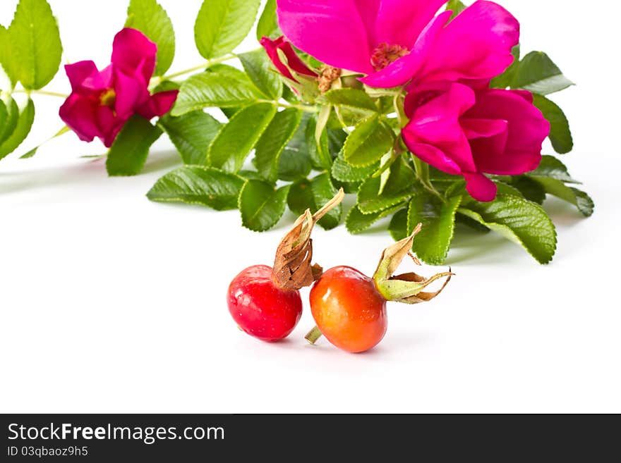 Ripe fruit and beautiful flowers wild rose on a white background. Ripe fruit and beautiful flowers wild rose on a white background