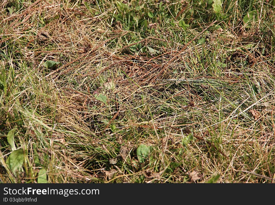 Old Grass Background