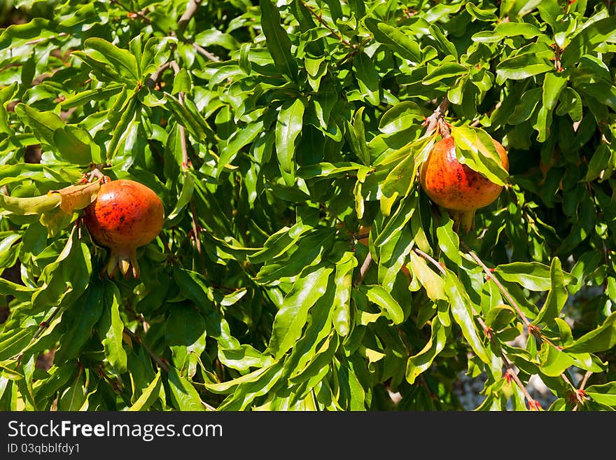 Ripe pomegranates on the tree.