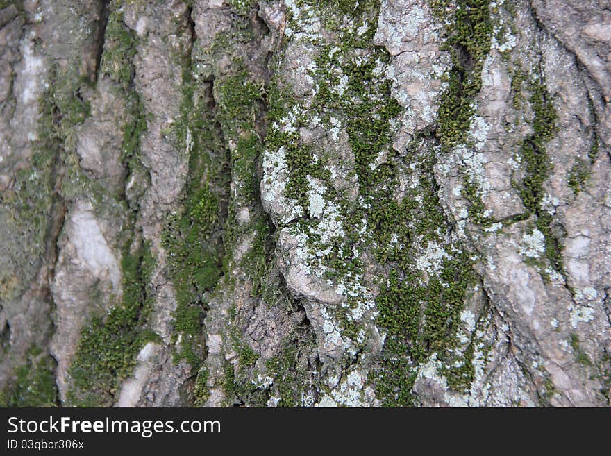 Texture of a pine bark and moss