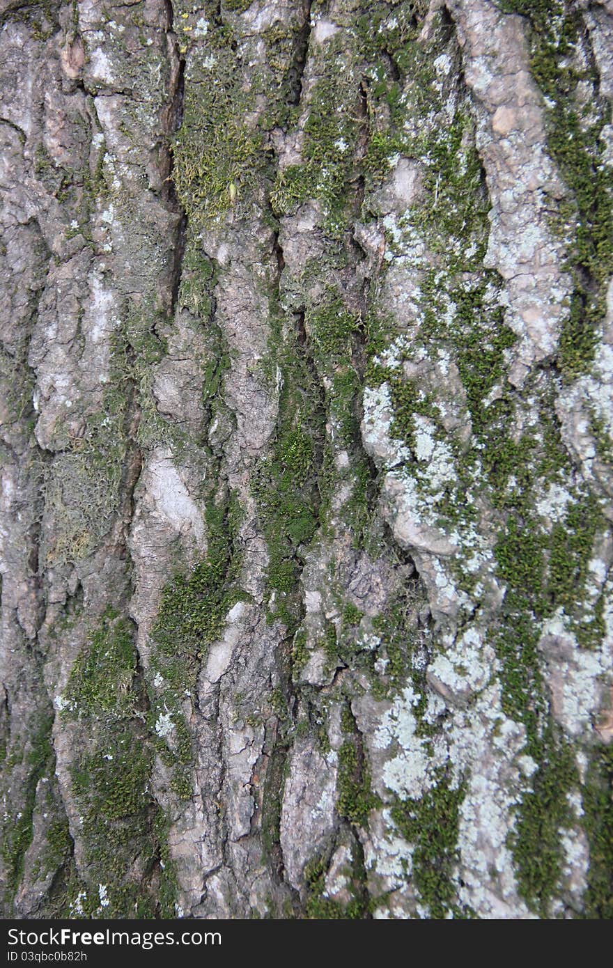 Texture of bark and moss