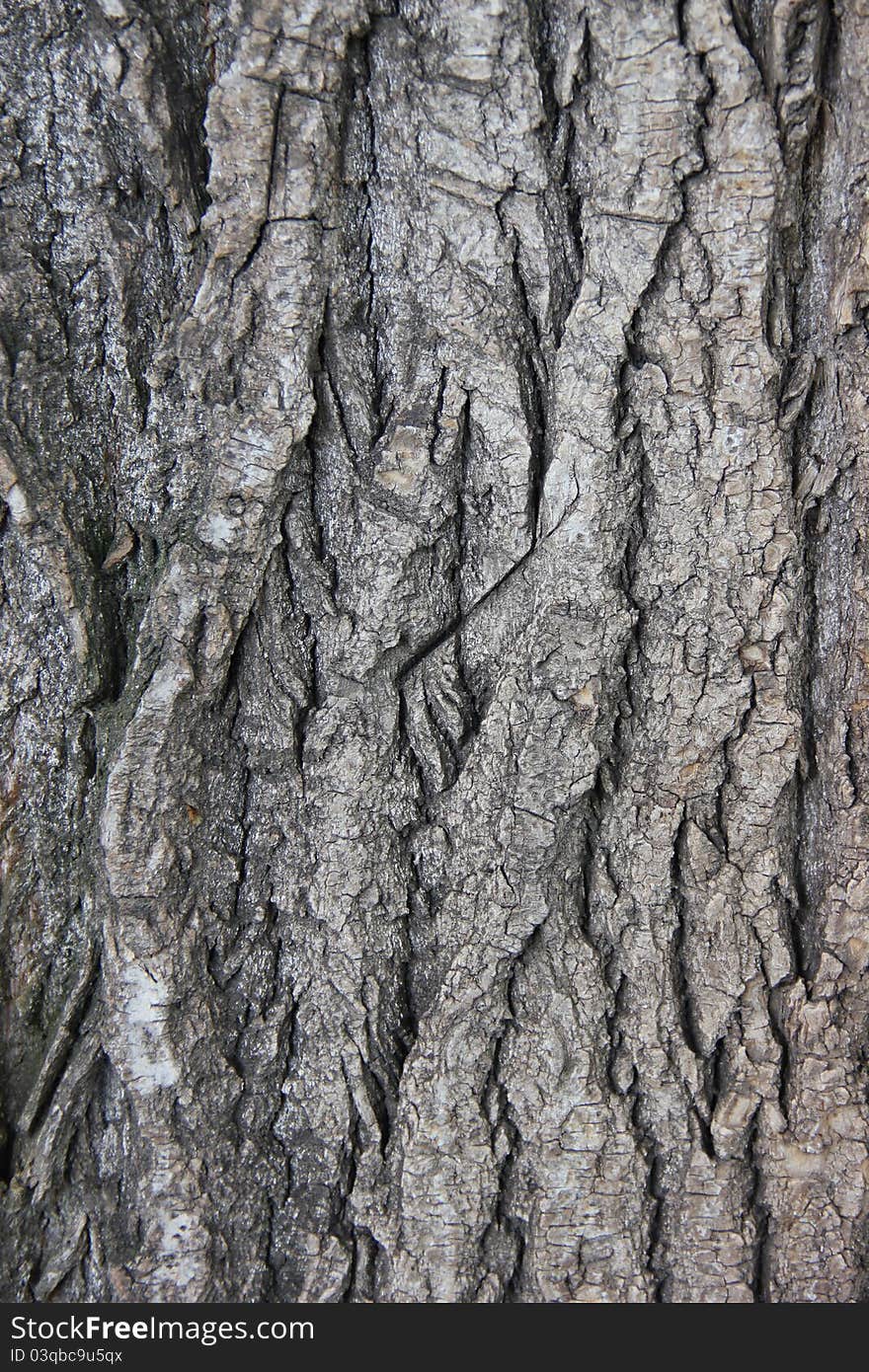 Tree bark detail suitable for backgrounds