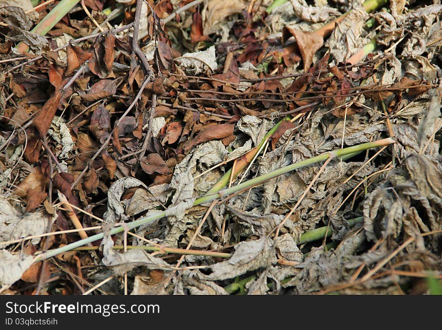 Old Grass Background