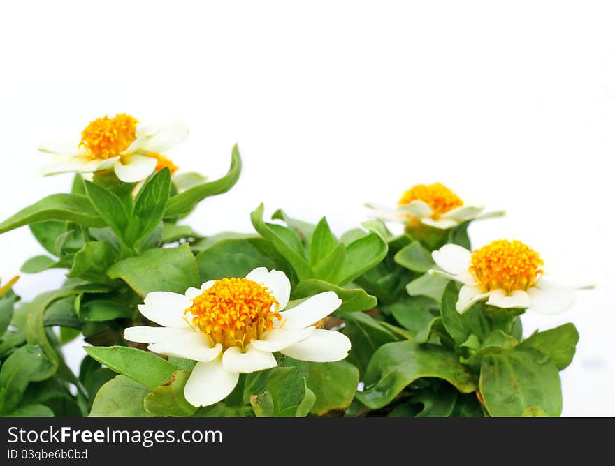 Beautiful, colorful zinnia flowers