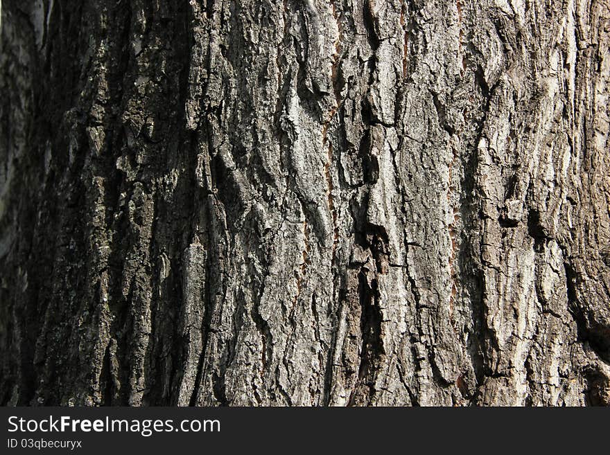 Tree bark detail suitable for backgrounds