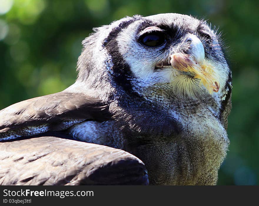 A head shot of an owl with lure bait in it's beak