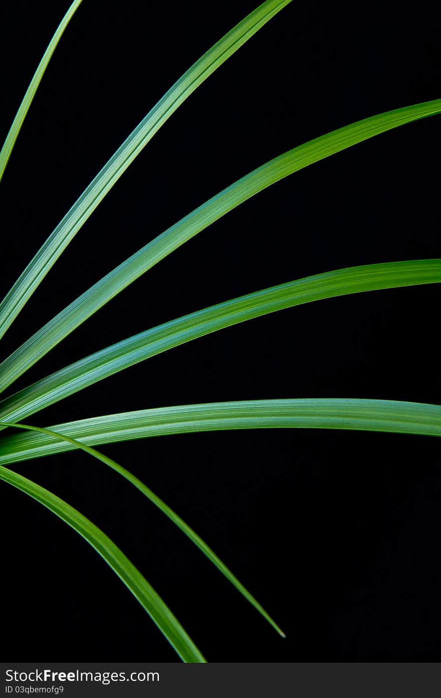 Graphic Plant Leaves Close-up