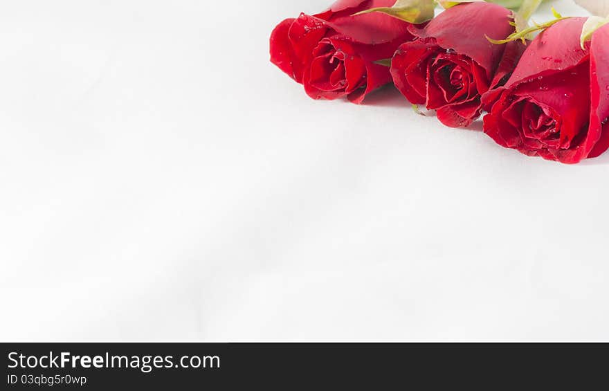 3 Roses on the corner isolated with background