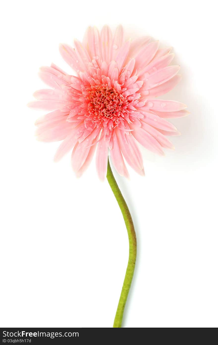 Pink gerbera flower on stem. Isolated on white