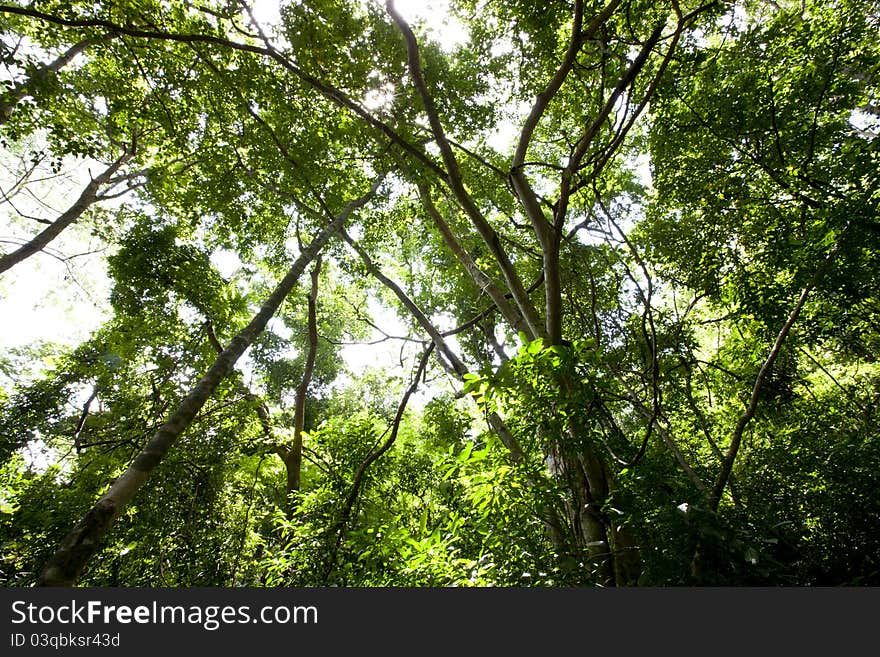 The shot of Green Forest taken in Chonburi, Thailand.