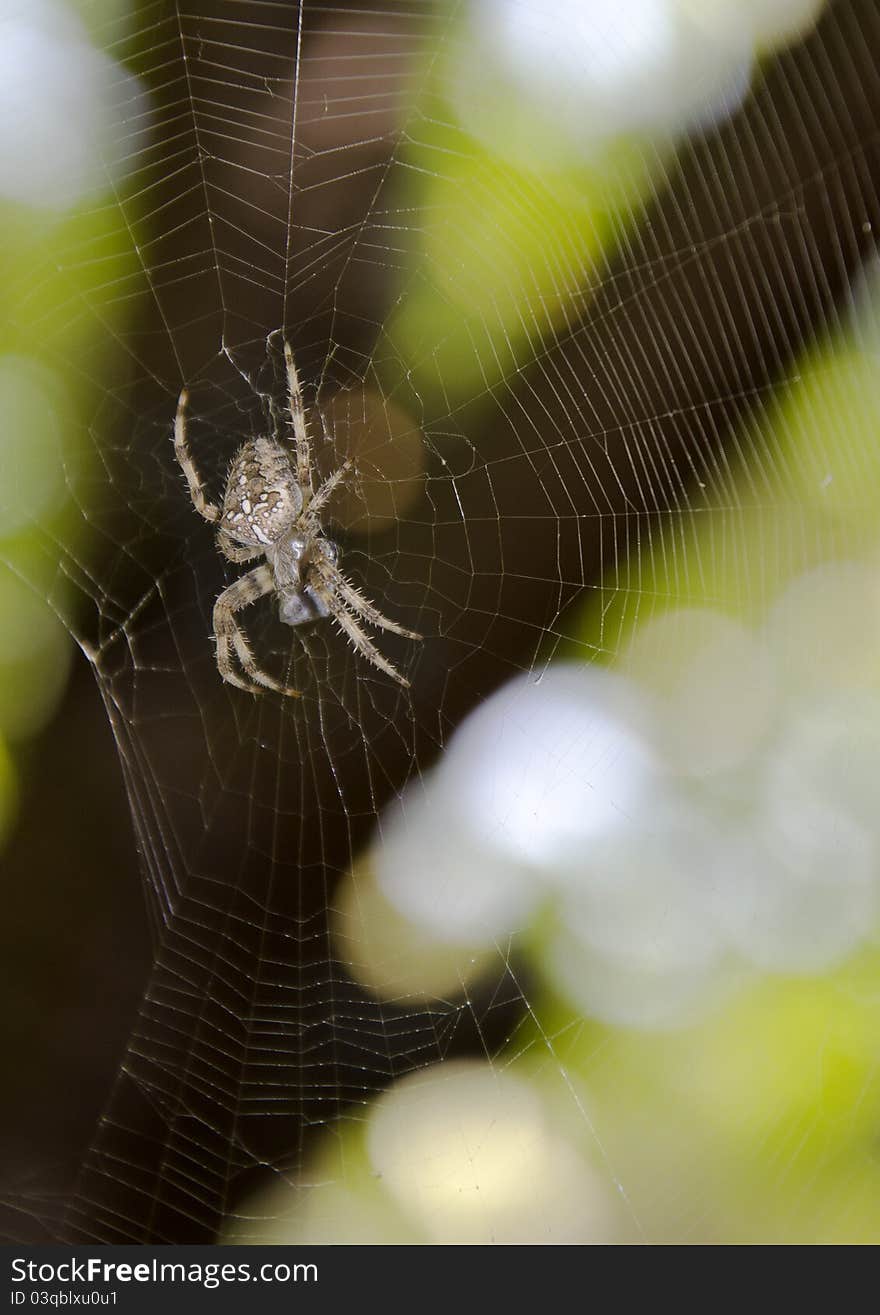 Spider and spiderweb against foliage